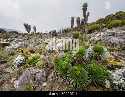 Lobelia deckenii - Hochgebirgsmoorzonen einzigartige Pflanze mit beschlagenen Dendrosenecio 'Bäumen'. Es ist eine riesige Logelie, die in den Bergen von Tanz endemisch ist Stockfoto