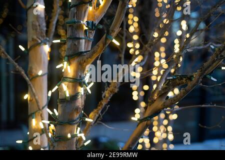 Nahaufnahme von Lichtern, die um eine starke Baumbasis und Äste gewickelt sind; aufgenommen im Winter in der Nähe der Weihnachtsfeiertage. Stockfoto