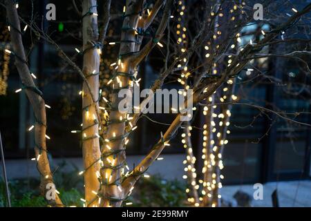 Nahaufnahme von Lichtern, die um eine starke Baumbasis und Äste gewickelt sind; aufgenommen im Winter in der Nähe der Weihnachtsfeiertage. Stockfoto