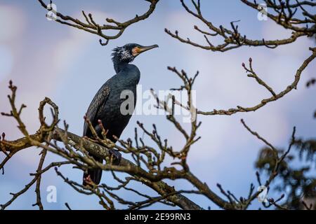Nahaufnahme eines Cormorants, der oben auf dem Platz thront Ein Baum Stockfoto