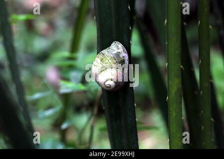 Eine weiße und rosa Farbe geschälte Schnecke auf einem Pandanus Blatt der Tectorius-Pflanze Stockfoto