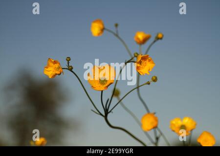 Wiese Schmetterling (Ranunculus acris) Blume, gegen einen blauen Himmel gegossen, in einer Wiese voller Butterblumen an einem warmen Sommerabend. Stockfoto