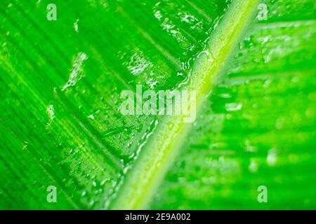 Detail eines großen tropischen Blattes nach Regen mit Regenwasser auf seiner Oberfläche. Makrobild mit geringer Schärfentiefe. Konzepte von Natur und Frische an Stockfoto