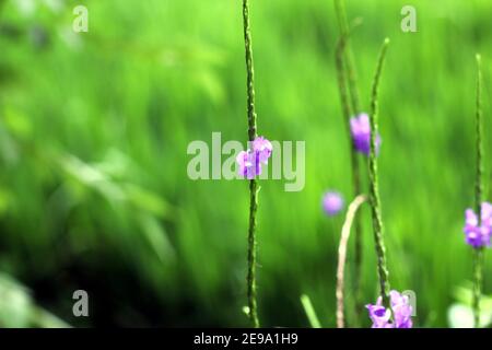 Zwei kleine lila Blüten und viele kleine Knospen noch Auf Wildblumenspitze blühen Stockfoto