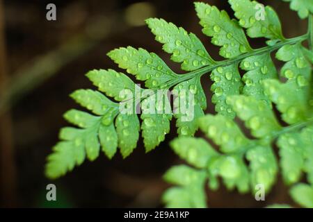 Farn Blätter in einer natürlichen Umgebung, rumohra adiantiformis, mit Tropfen Wasser darauf, nach dem Regen. Konzept von Natur und Frische. Makromag Stockfoto