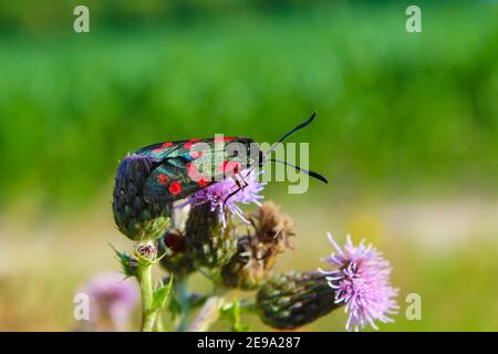 sechsfleckiger burnett auf Cirsium palustre, der Sumpfdistel der sechsfleckiger burnett (Zygaena filipendulae) ist eine Tagfaulmotte der Familie Zygaenidae. Stockfoto