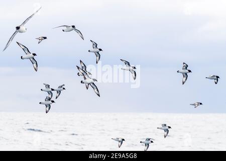 Kapsturmvögel, Daption capense, im Flug in der Drake Passage, Antarktis. Stockfoto