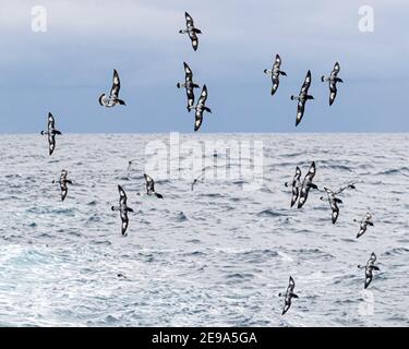 Kapsturmvögel, Daption capense, im Flug in der Drake Passage, Antarktis. Stockfoto