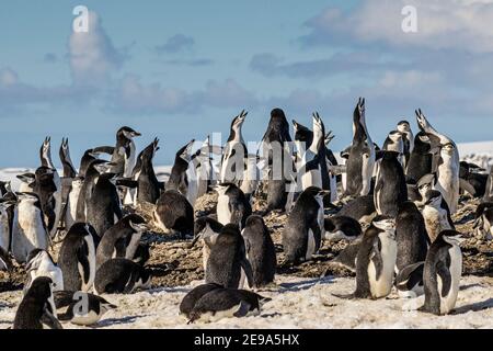 Chinstrap Pinguin, Pygoscelis antarcticus, Brutkolonie auf Barrientos Island, Aitcho Island Group, Antarktis. Stockfoto