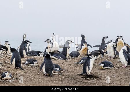 Chinstrap Pinguin, Pygoscelis antarcticus, Brutkolonie auf Barrientos Island, Aitcho Island Group, Antarktis. Stockfoto