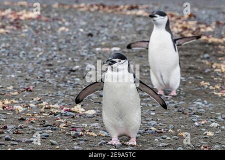 Chinstrap Pinguin, Pygoscelis antarcticus, trägt einen Felsen in der Brutkolonie auf Barrientos Island, Antarktis. Stockfoto