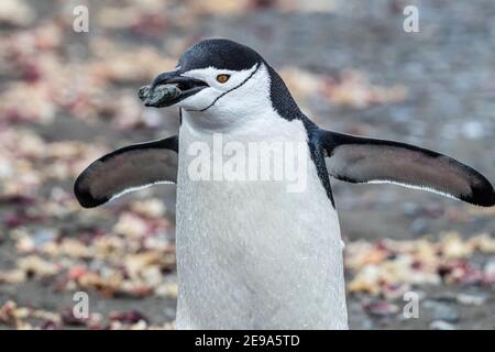 Chinstrap Pinguin, Pygoscelis antarcticus, trägt einen Felsen in der Brutkolonie auf Barrientos Island, Antarktis. Stockfoto