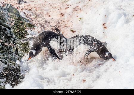Gentoo-Pinguine, Pygoscelis papua, in Auseinandersetzung bei der Brutkolonie auf Cuverville Island, Antarktis. Stockfoto