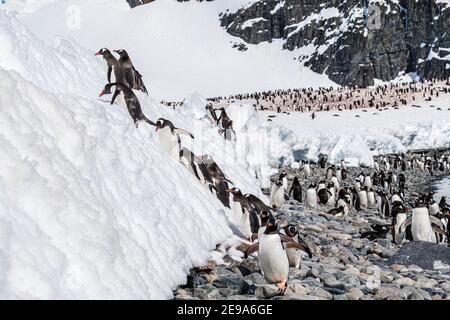 Gentoo Pinguin, Pygoscelis papua, versucht, steile Schneebank auf Cuverville Island, Antarktis klettern. Stockfoto