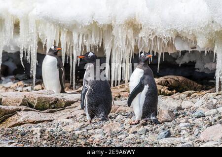 Gentoo Pinguine, Pygoscelis papua, Spaziergang am Strand in Neko Harbor, Antarktis. Stockfoto
