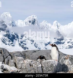 Gentoo Pinguine, Pygoscelis papua, Brutkolonie auf Weincke Island, Naumeyer Channel, Antarktis. Stockfoto