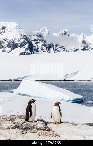 Gentoo Pinguin, Pygoscelis papua, Brutkolonie auf Weincke Island, Naumeyer Channel, Antarktis. Stockfoto