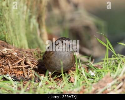 Dunnock (Prunella modularis) im Wald, Schottische Highlands, Großbritannien Stockfoto