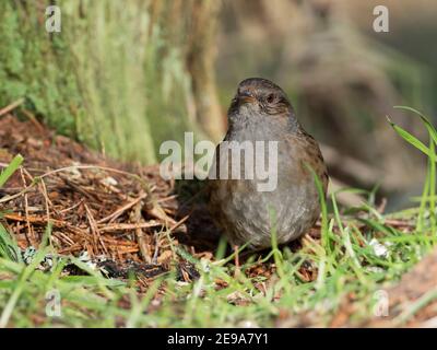 Dunnock (Prunella modularis) im Wald, Schottische Highlands, Großbritannien Stockfoto