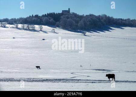 Kühe auf der Alm Winter Erzgebirge Tschechien Komari Hurka Chalet auf einem Bergrücken Stockfoto