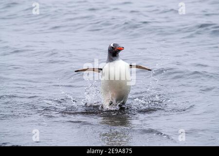 Gentoo Pinguin, Pygoscelis papua, Rückkehr von der Fütterung in Brutkolonie auf Barrientos Island, Antarktis. Stockfoto