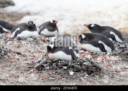 Gentoo-Pinguine, Pygoscelis papua, auf Eiern auf ihren Nestern in der Brutkolonie auf Barrientos Island, Antarktis. Stockfoto