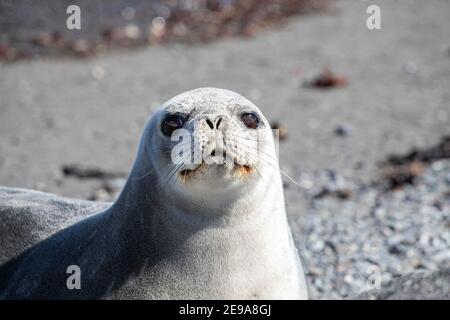 Adult Weddell Robbe, Leptonychotes weddellii, gezogen auf Barrientos Island, Aitcho Island Group, Antarktis. Stockfoto