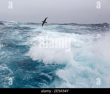 Starke Westwinde erzeugen große Wellen in der Drake Passage, Antarktis. Stockfoto