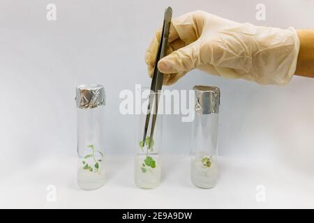 Graftage von Mikropflanzen im Labor der Biotechnologie zur in-vitro-Kultivierung in Reagenzglas. Stockfoto