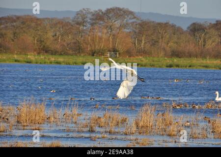 Great White Egret, 'Ardea alba' nimmt von einem überfluteten Feld auf dem Catcott Naturschutzgebiet auf den Somerset Ebenen in der Nähe von Glastonbury, Somerset.UK Stockfoto