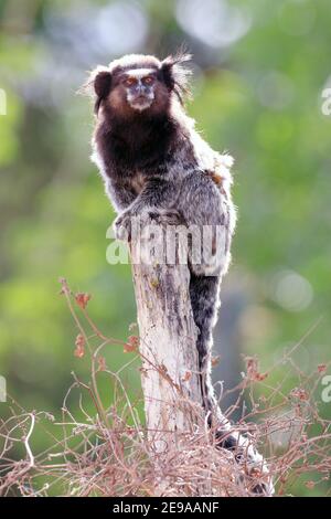 Schwarz getuftete Murmeltier (Callithrix penicillata) auf einem Pfosten in der brasilianischen Caatinga stehen. Conceição do Coite; Bahia. Stockfoto