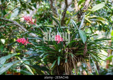 Aechmea destichantha, die brasilianische Vasepflanze oder Vasenpflanze Stockfoto