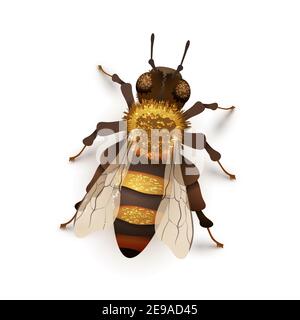 Detailreich realistische Honigbiene, Insekt auf Weiß Stock Vektor
