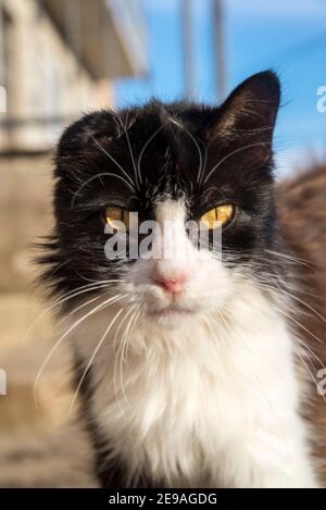 Schwarz braun und weiß Katze, Insel Iz, Zadar Archipel, Dalmatien, Kroatien Stockfoto