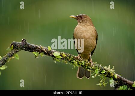 Tonfarbener Thrush - Turdus greyi gemeinsamer mittelamerikanischer Vogel der Drossel Turdidae, Nationalvogel von Costa Rica, bekannt als Yiguirro, Tonkolore Stockfoto