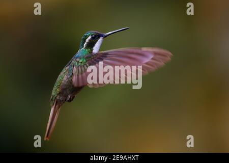 Weißkehliger Berg-Edelstein - Lampornis castaneoventris fliegender Kolibri, brütet in den Bergen von Panama, im südlichen Costa Rica grauschwänzige Schnauzenschnauzler Stockfoto