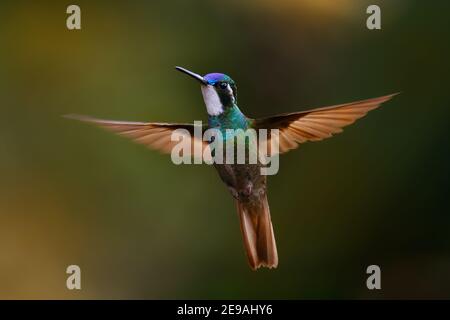 Weißkehliger Berg-Edelstein - Lampornis castaneoventris fliegender Kolibri, brütet in den Bergen von Panama, im südlichen Costa Rica grauschwänzige Schnauzenschnauzler Stockfoto
