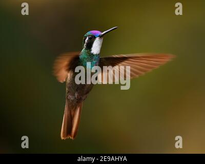 Weißkehliger Berg-Edelstein - Lampornis castaneoventris fliegender Kolibri, brütet in den Bergen von Panama, im südlichen Costa Rica grauschwänzige Schnauzenschnauzler Stockfoto