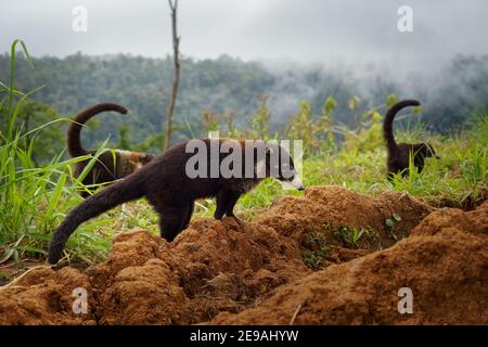 Weiß-nasig Coati - Nasua narica, bekannt als die coatimundi, Familie Procyonidae (Waschbären und Verwandten). Spanische Namen für die Art sind Pizote, anto Stockfoto