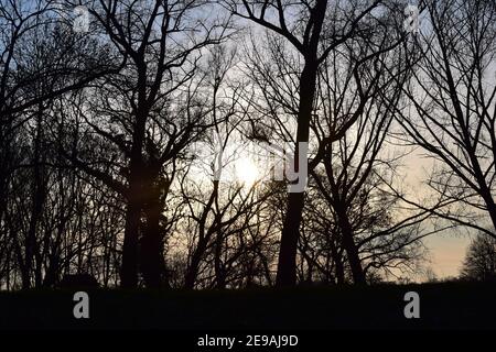 Bäume und Sträucher im Winter von einem Sonnenuntergang hinterleuchtet Stockfoto