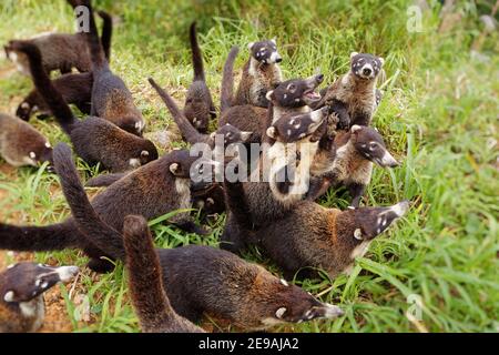 Weiß-nasig Coati - Nasua narica, bekannt als die coatimundi, Familie Procyonidae (Waschbären und Verwandten). Spanische Namen für die Art sind Pizote, anto Stockfoto