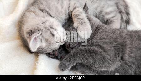 Zwei niedliche tabby Kätzchen küssen schlafen auf weißen weichen Decke in Yin Yang-Form. Katzen ruhen auf dem Bett. Schwarze und weiße Kätzchen haben einen Kuss. Katzenliebe Stockfoto