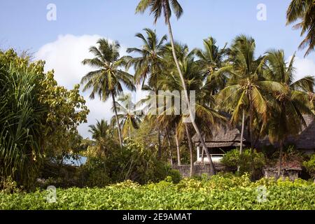 Sansibar ländliche Landschaft mit Regenwald Pflanzen und kleines Haus unter den Palmen. Tropisches Klima, Reisen in exotische Landschaft. Sansibar, Stockfoto