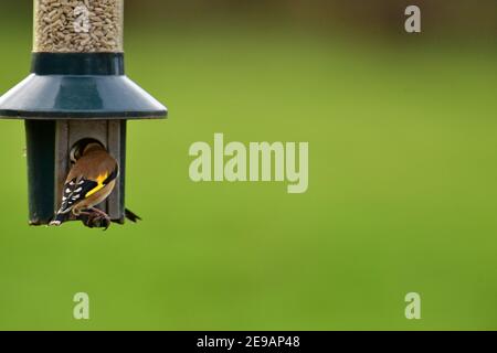Wetter in Großbritannien. An einem milden Nachmittag werden Goldfinken in Paaren und Singles auf der Futtersuche während der Wintermonate im Februar auf dem Futterhäuschen aufgehängt Stockfoto