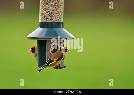 Wetter in Großbritannien. An einem milden Nachmittag werden Goldfinken in Paaren und Singles auf der Futtersuche während der Wintermonate im Februar auf dem Futterhäuschen aufgehängt Stockfoto