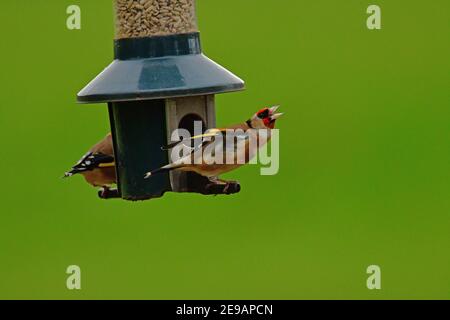 Wetter in Großbritannien. An einem milden Nachmittag werden Goldfinken in Paaren und Singles auf der Futtersuche während der Wintermonate im Februar auf dem Futterhäuschen aufgehängt Stockfoto