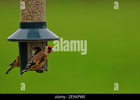 Wetter in Großbritannien. An einem milden Nachmittag werden Goldfinken in Paaren und Singles auf der Futtersuche während der Wintermonate im Februar auf dem Futterhäuschen aufgehängt Stockfoto