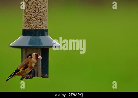 Wetter in Großbritannien. An einem milden Nachmittag werden Goldfinken in Paaren und Singles auf der Futtersuche während der Wintermonate im Februar auf dem Futterhäuschen aufgehängt Stockfoto