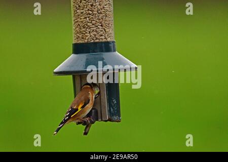 Wetter in Großbritannien. An einem milden Nachmittag werden Goldfinken in Paaren und Singles auf der Futtersuche während der Wintermonate im Februar auf dem Futterhäuschen aufgehängt Stockfoto