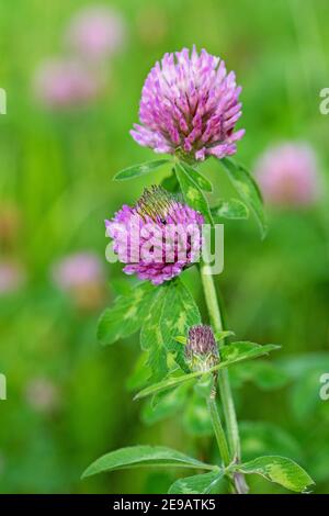 Blühendes Rotklee, Trifolium pratense, Nahaufnahme Stockfoto